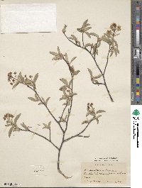 Amelanchier arborea image