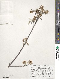 Amelanchier canadensis image