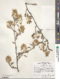 Amelanchier canadensis image