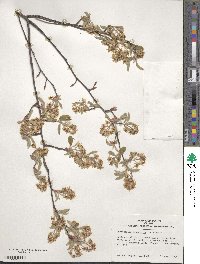 Amelanchier canadensis image