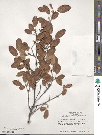 Amelanchier canadensis image