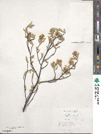 Amelanchier canadensis image