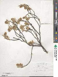 Amelanchier canadensis image