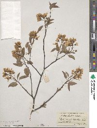 Amelanchier canadensis image