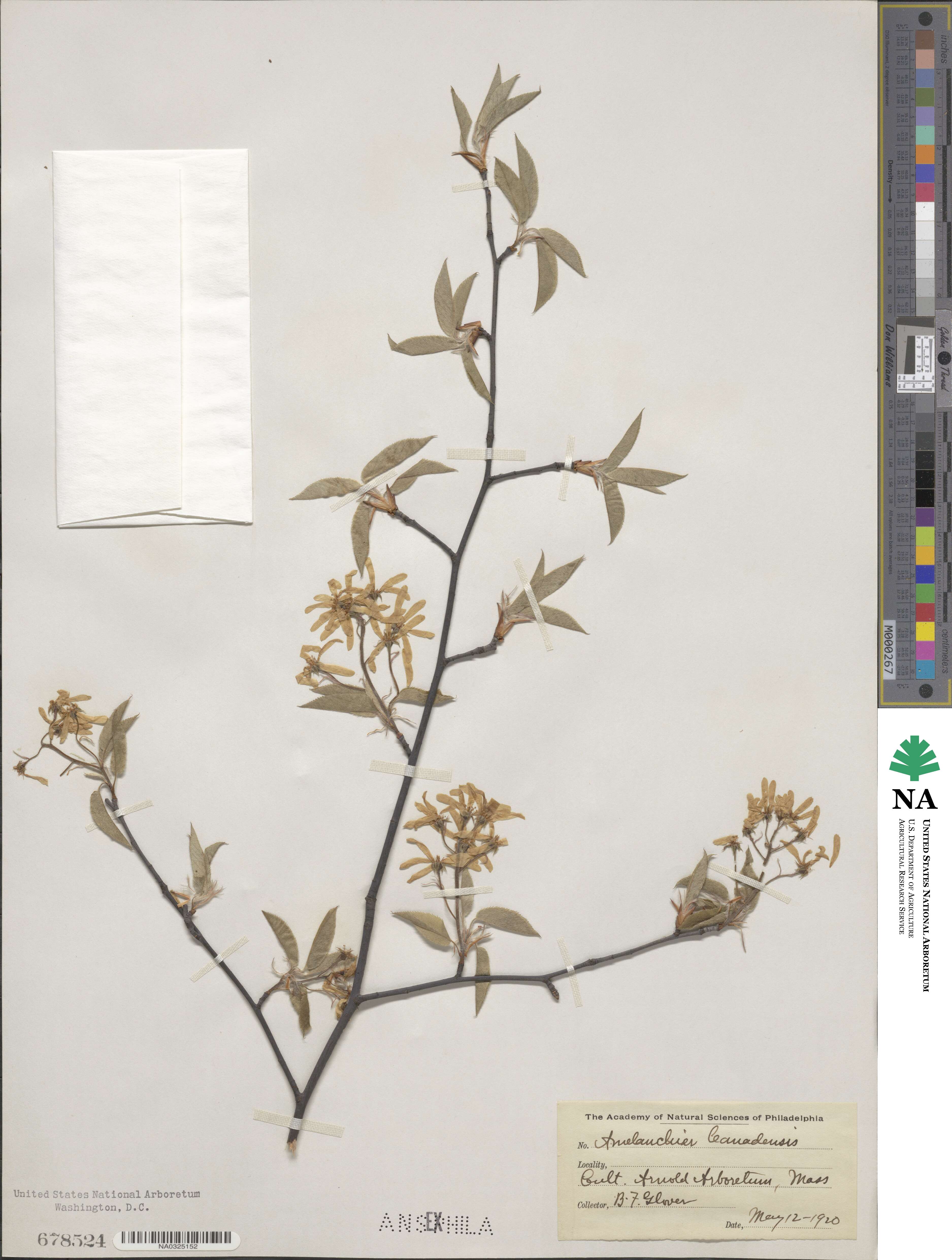 Amelanchier canadensis image