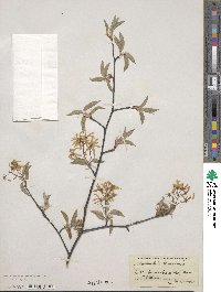 Amelanchier canadensis image