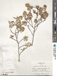 Amelanchier canadensis image