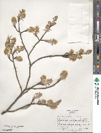 Amelanchier canadensis image