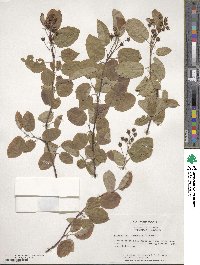 Amelanchier canadensis image