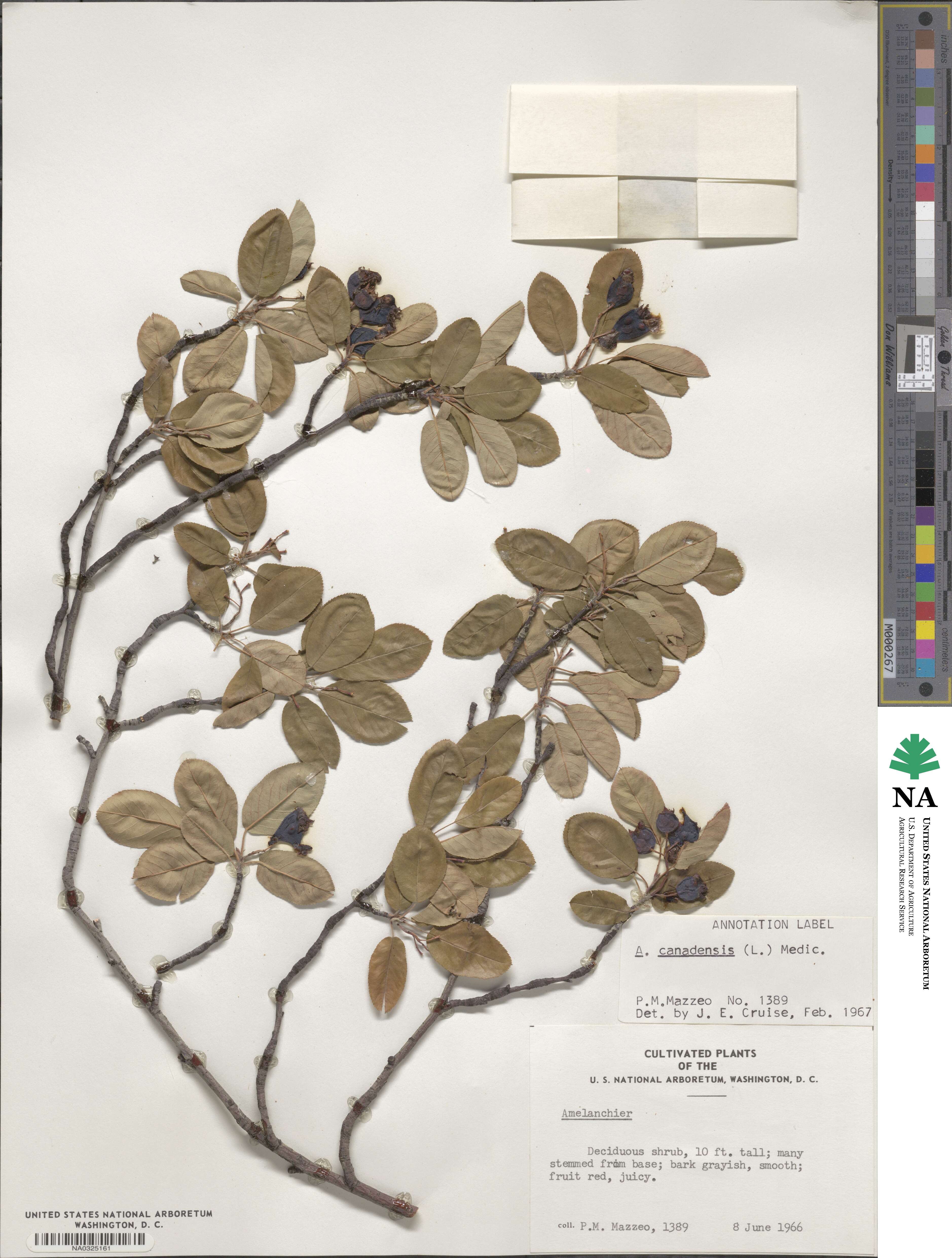 Amelanchier canadensis image