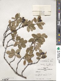 Amelanchier canadensis image