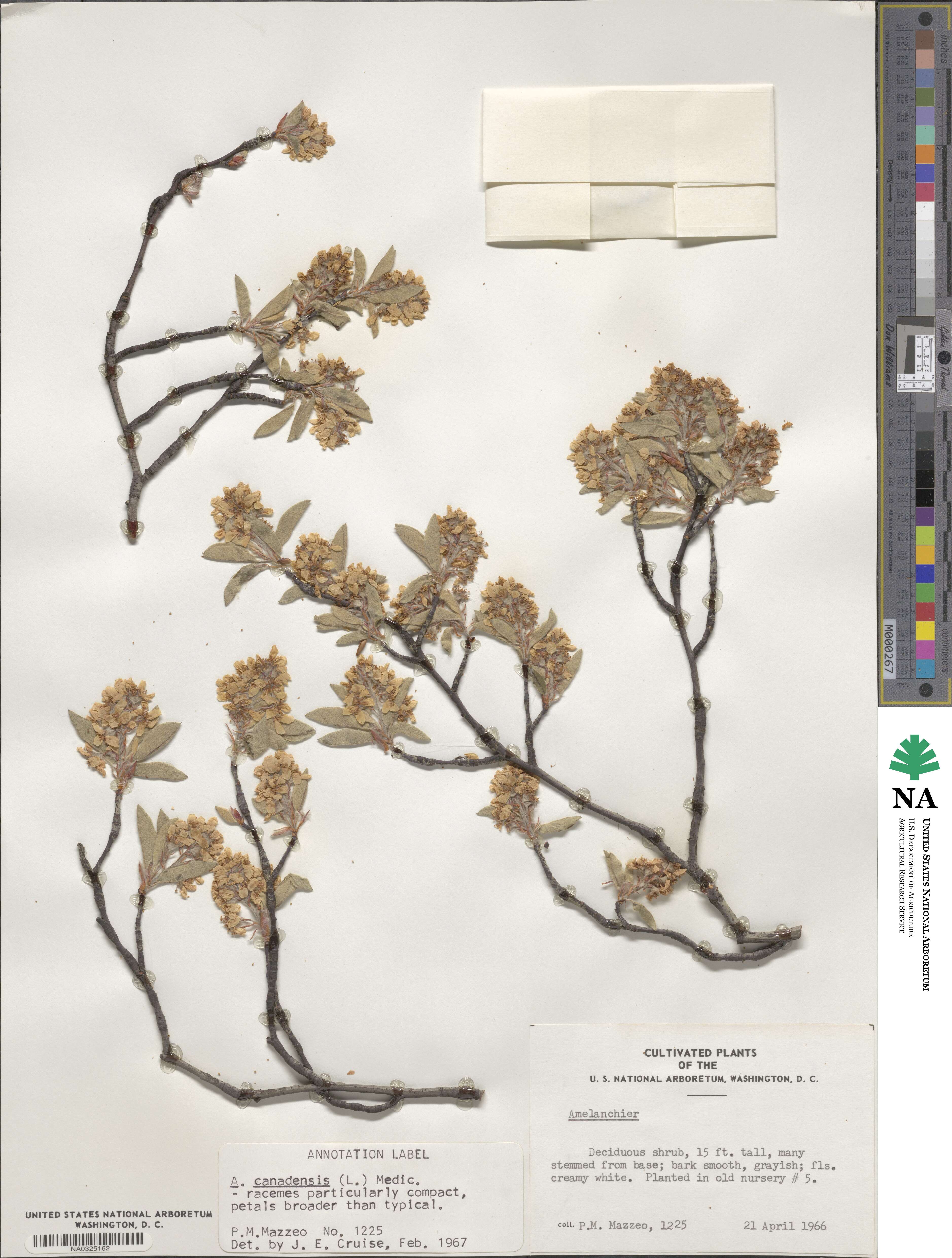 Amelanchier canadensis image