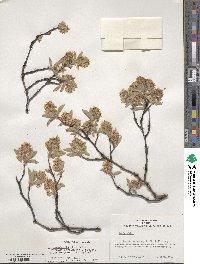 Amelanchier canadensis image