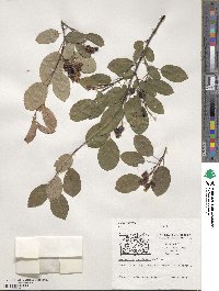 Amelanchier canadensis image