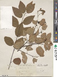 Amelanchier canadensis image