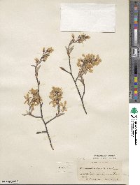 Amelanchier canadensis image