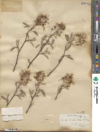 Amelanchier canadensis image