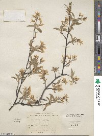 Amelanchier canadensis image