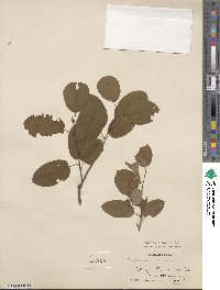 Amelanchier canadensis image