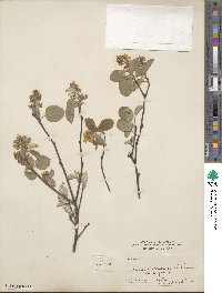 Amelanchier canadensis image