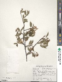 Amelanchier laevis image