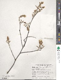 Amelanchier laevis image