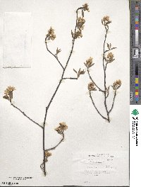 Amelanchier laevis image