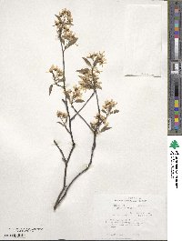 Amelanchier laevis image