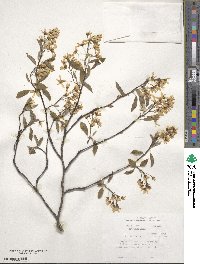 Amelanchier laevis image