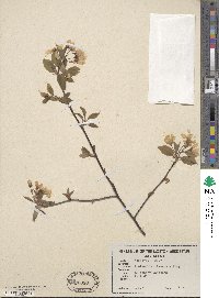 Amelanchier laevis image