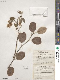 Amelanchier laevis image