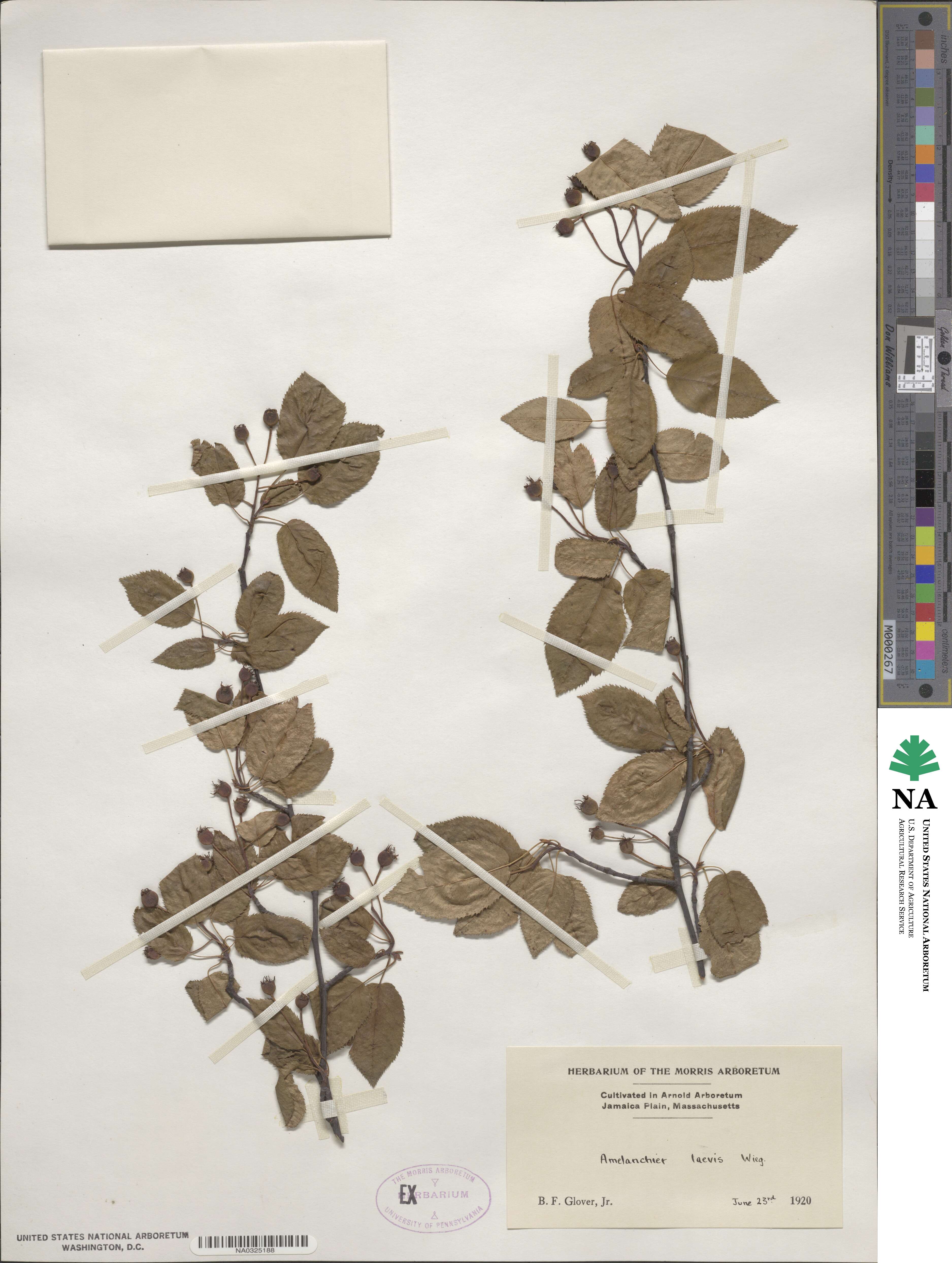 Amelanchier laevis image