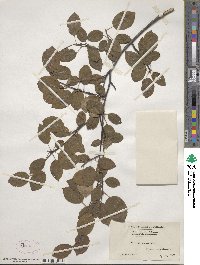 Amelanchier laevis image