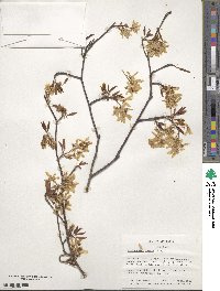 Amelanchier laevis image