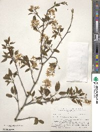 Amelanchier laevis image