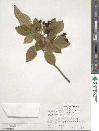 Amelanchier laevis image