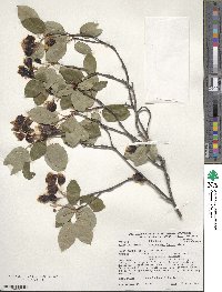 Amelanchier laevis image