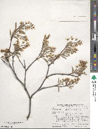 Amelanchier laevis image