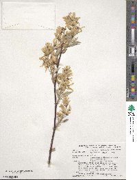 Amelanchier laevis image