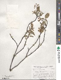 Amelanchier laevis image