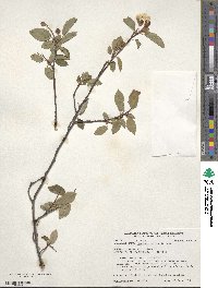 Amelanchier laevis image