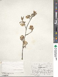 Amelanchier laevis image