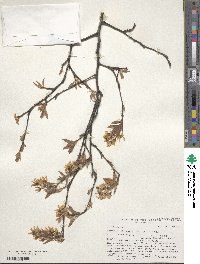 Amelanchier laevis image