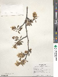 Amelanchier laevis image