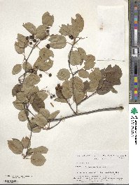 Amelanchier laevis image