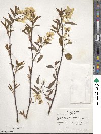 Amelanchier laevis image