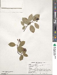 Amelanchier laevis image