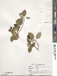 Amelanchier laevis image