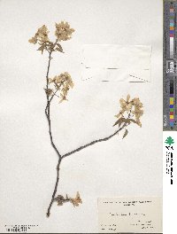 Amelanchier laevis image