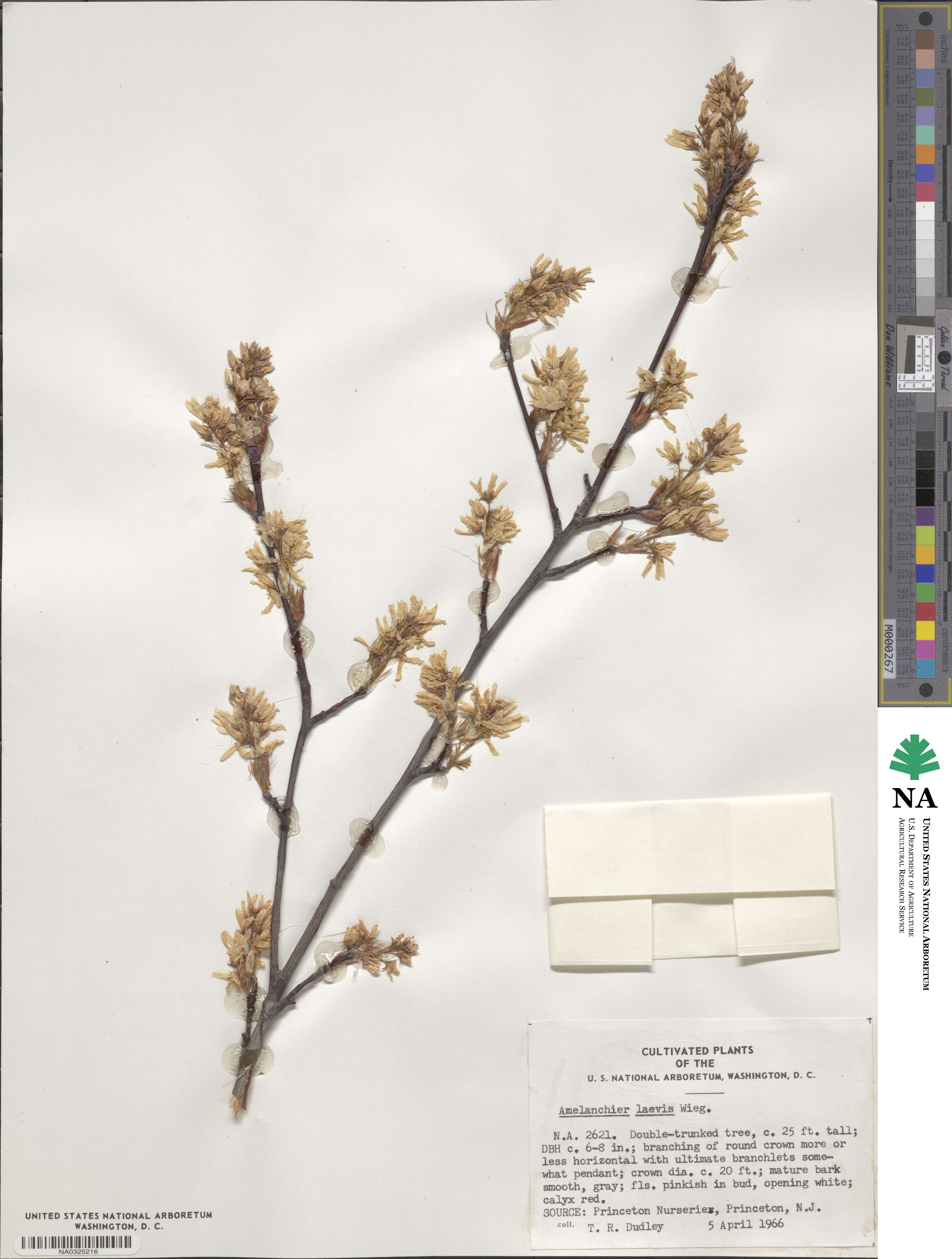 Amelanchier laevis image